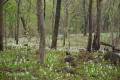 Chlorophytum borivilianum